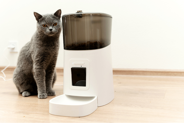 Chomp Chomp Champs! Top 5 Automatic Pet Feeders for 2025